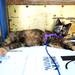 Trixie Thomas, a one-and-a-half year-old cat, of Cambridge Springs, Penn., looks to stay cool in a shady spot as she hangs out near her owners' booth during the Guild's Ann Arbor Summer Art Fair on Thursday, July 18, 2013. Melanie Maxwell | AnnArbor.com